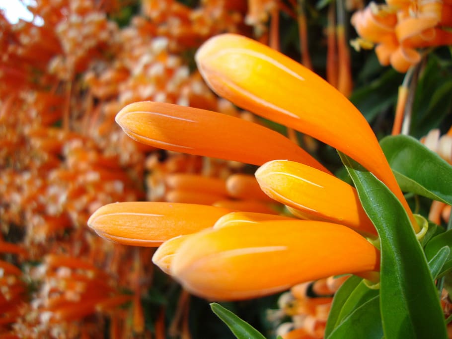 temple flower, laos, orange color, freshness, plant, close-up, HD wallpaper