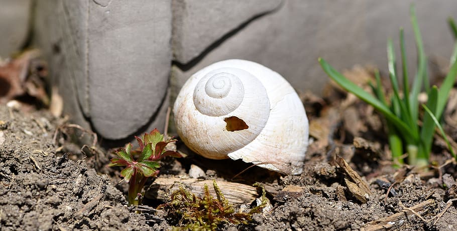 Shell, Snail, House, Empty, Garden, leave, snail house, nature HD wallpaper