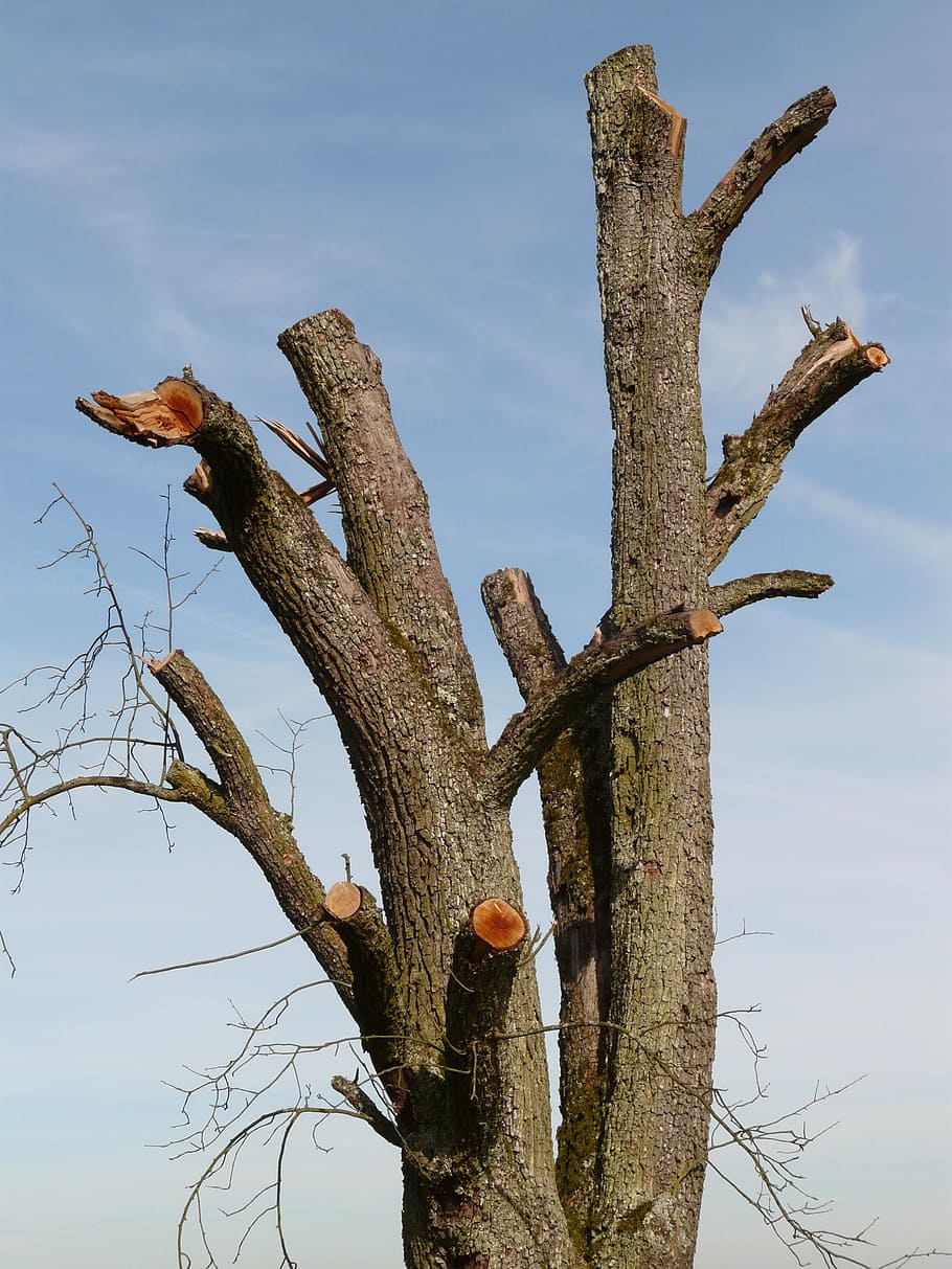 tree, dying tree, tree stump, wood, woodworks, strains, tree trunks HD wallpaper