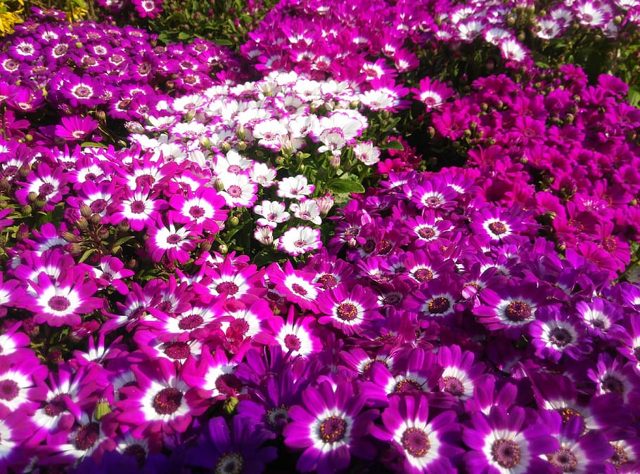 flower, a flower, background, flowering plant, beauty in nature HD wallpaper