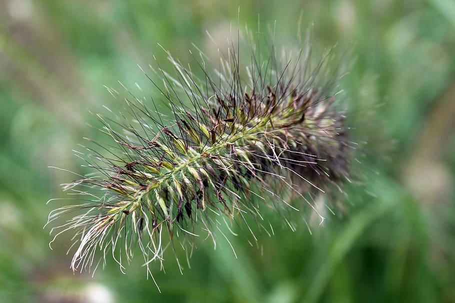 wild grass, meadow, nature, green, plant, garden, close, field HD wallpaper