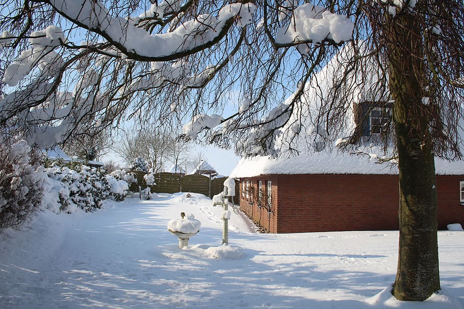 snow, winter, cold, tree, frozen, snow white, cold temperature HD wallpaper