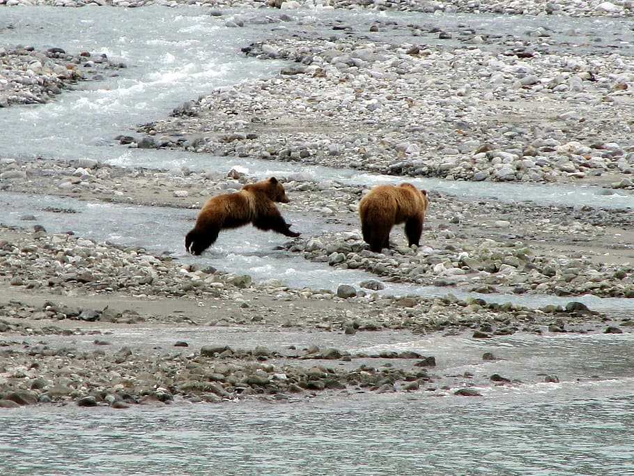 Brown Bears, Water, Standing, jumping, wildlife, nature, predator HD wallpaper