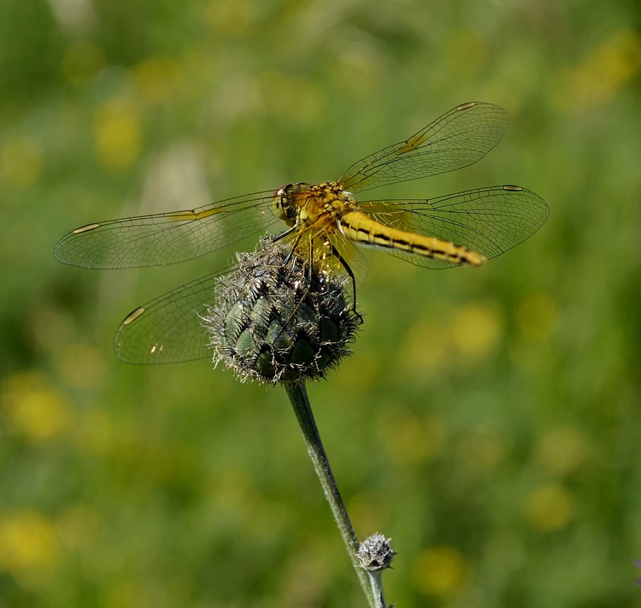 Dragonfly, Insect, Nature, Macro, Summer, closeup, hymenoptera HD wallpaper