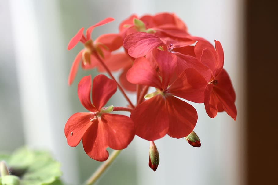 geranium, flowers, plant, close-up, freshness, flowering plant HD wallpaper