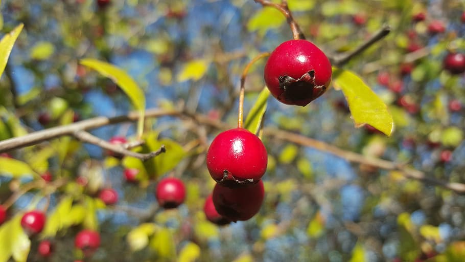 autumn, red, fall flower, fruit, food, food and drink, healthy eating HD wallpaper