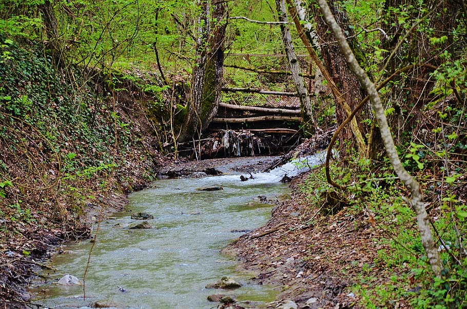 forest, water, steps, landscape, nature, tourism, tropical HD wallpaper