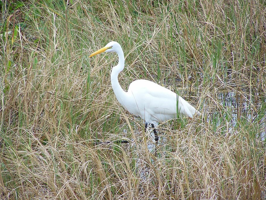 egret, bird, great, large, stalking, white, marsh, fauna, wildlife HD wallpaper