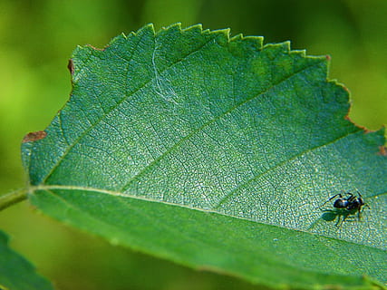 Leaf, Green, Ant, Insect, Macro, Natural, environment, nature HD wallpaper