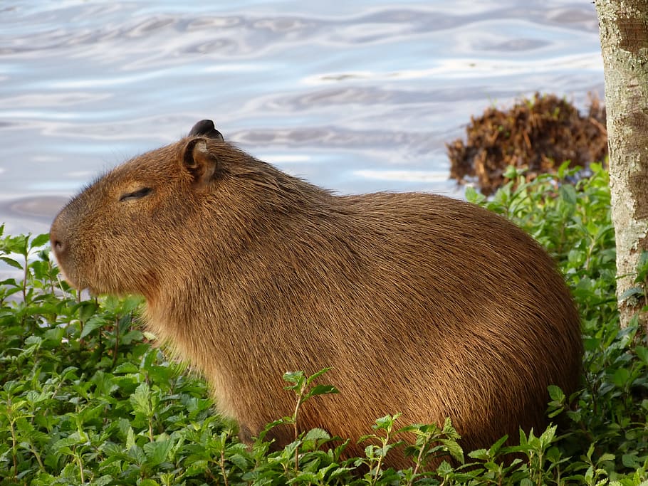 2254 Funny Capybara Images Stock Photos  Vectors  Shutterstock