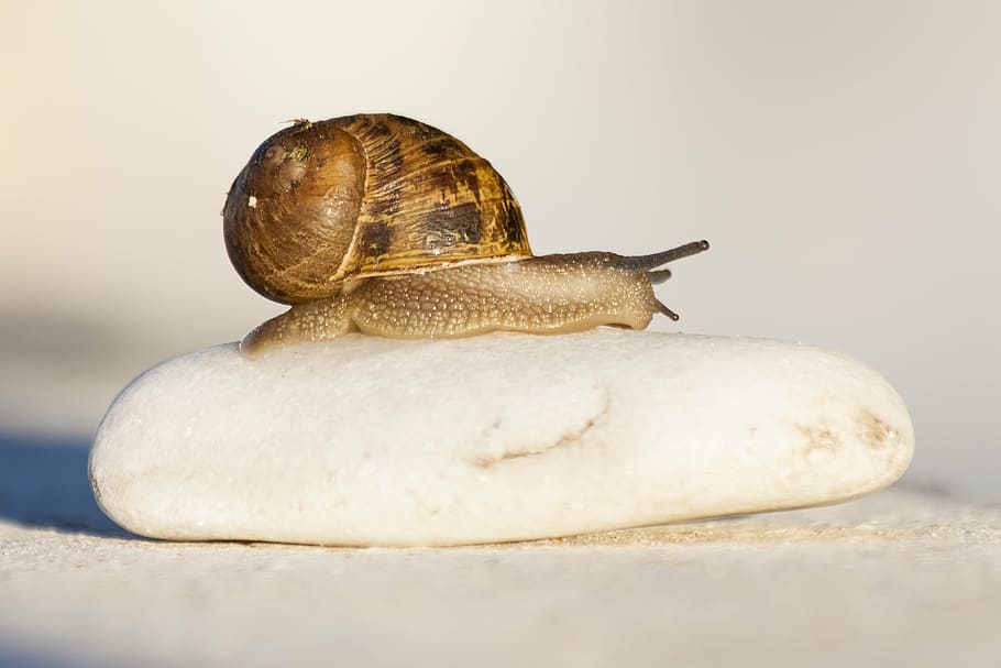 snail, stone, zoom, animal themes, animal wildlife, one animal HD wallpaper
