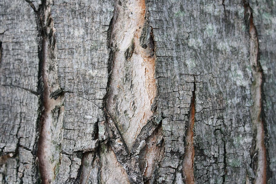 bark, tree, trunk, rough, nature, cracks, wood, outdoor, broken HD wallpaper
