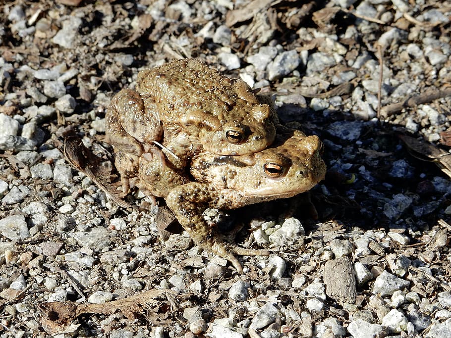 HD wallpaper: common toad, hike, pairing, toad migration, one animal ...