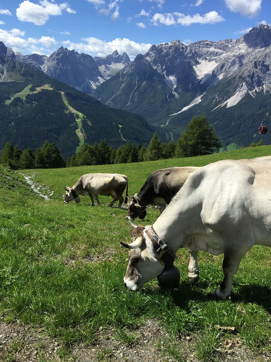 mountains, alpine, panorama, landscape, nature, austria, livestock HD wallpaper
