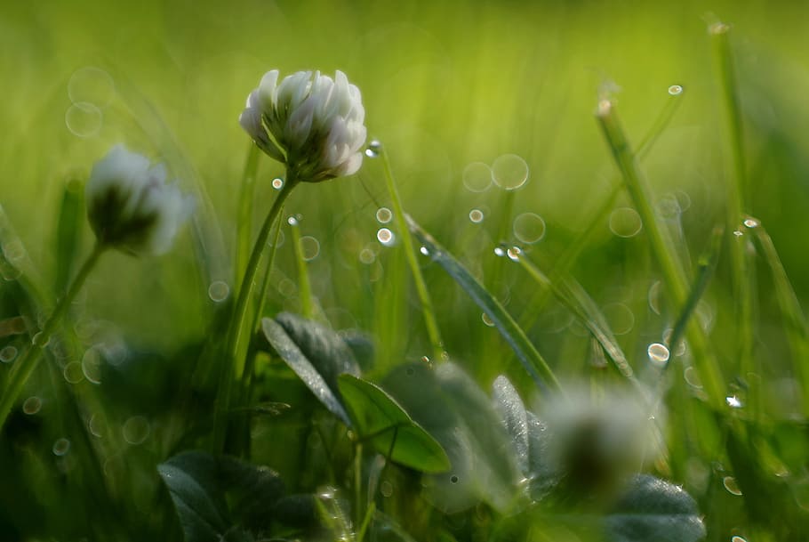 white cluster flower in self-focus photography, grass, clover HD wallpaper