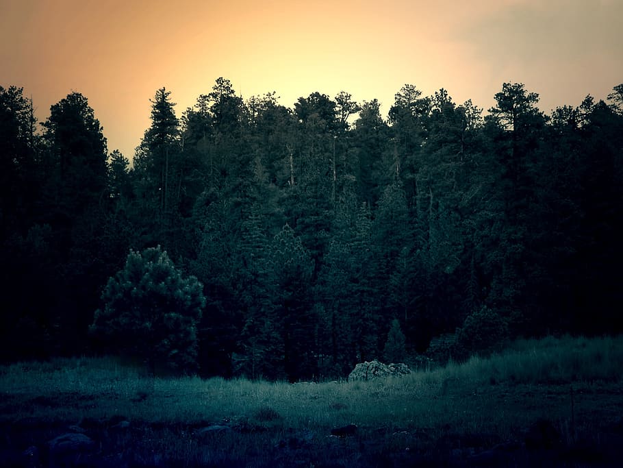 green trees under orange sunset, forest, nature, pine tree HD wallpaper