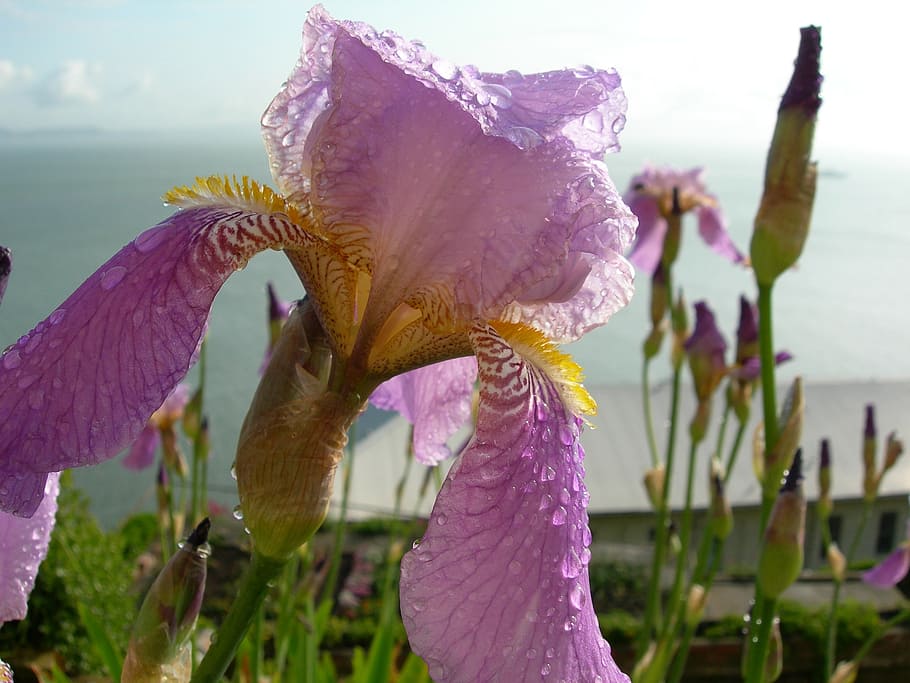 flowers, bearded iris, blossom, bloom, petals, close up, plant HD wallpaper