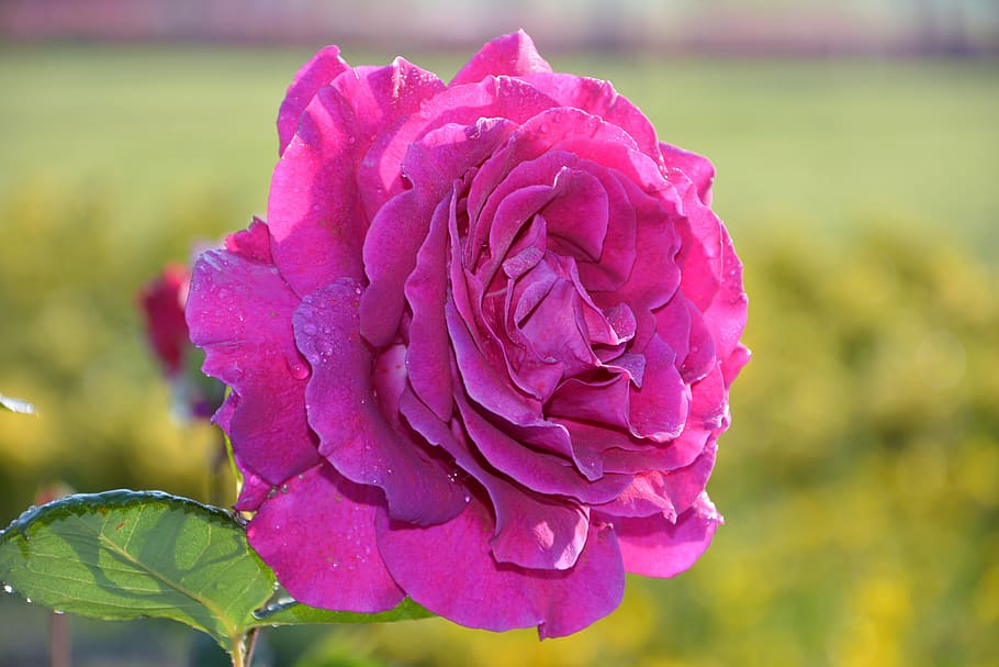 pink rose in bloom at daytime, flower, plant, petals, nature