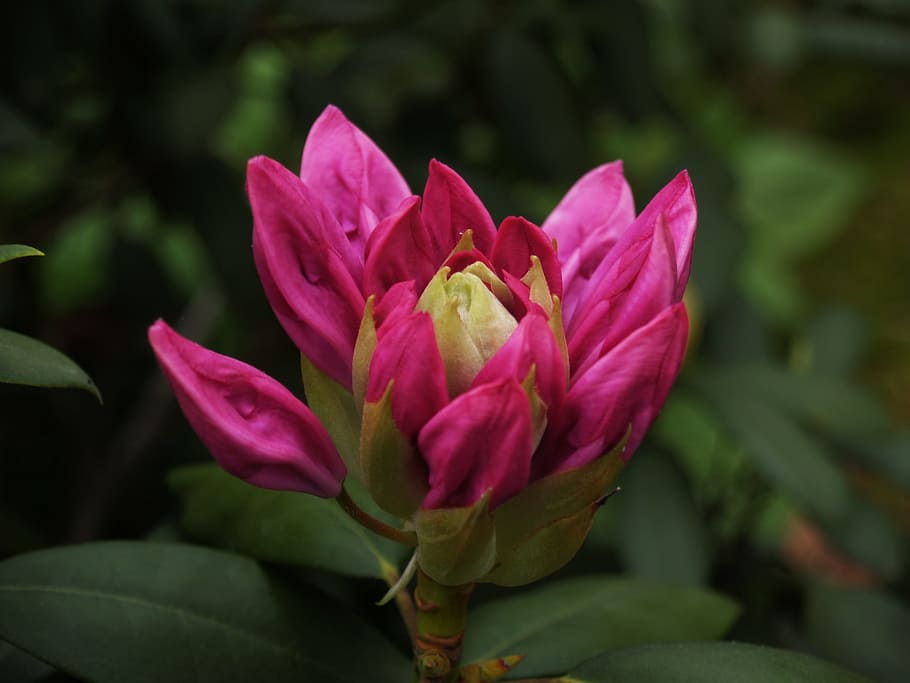 rhododendron, spring, flower, bud, nature, plant, flowering plant HD wallpaper