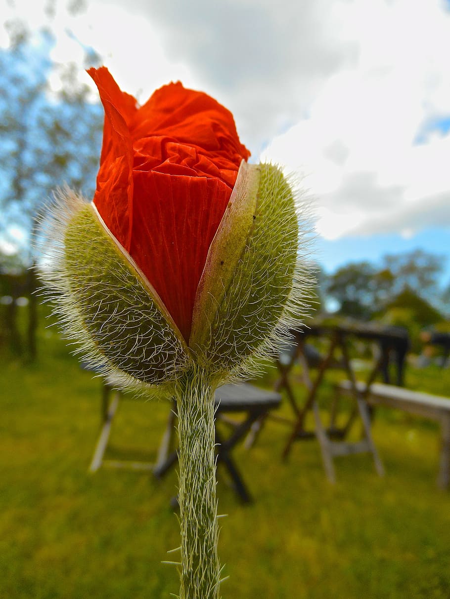 red buds, flower, cloud, himmel, plant, focus on foreground HD wallpaper