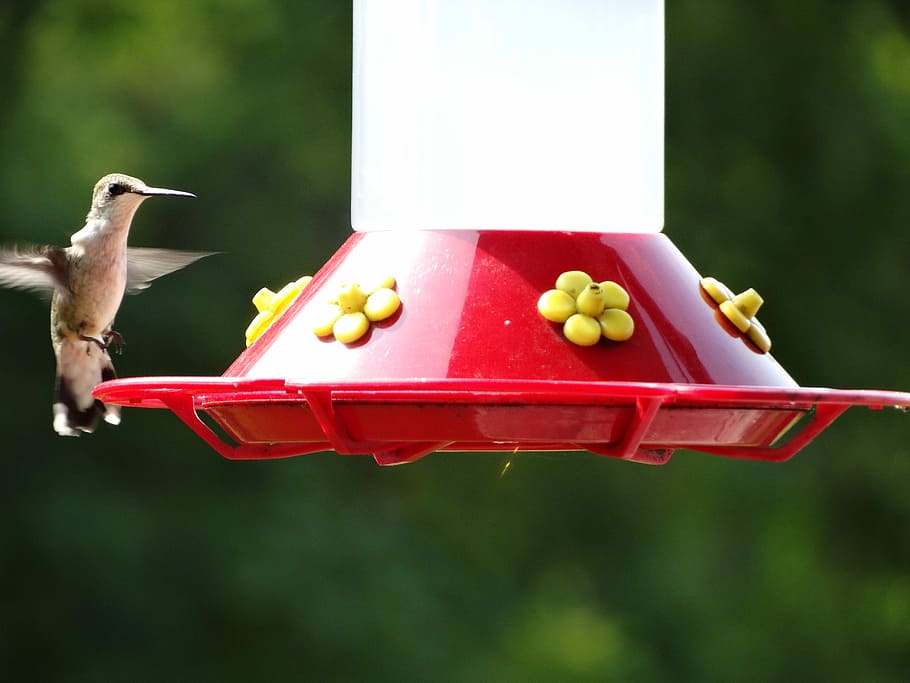 Birds waiting. Фон для презентации кормушка для птиц. Кормушка для Колибри. Корм для птиц в кормушку. Hummingbird Feeder.