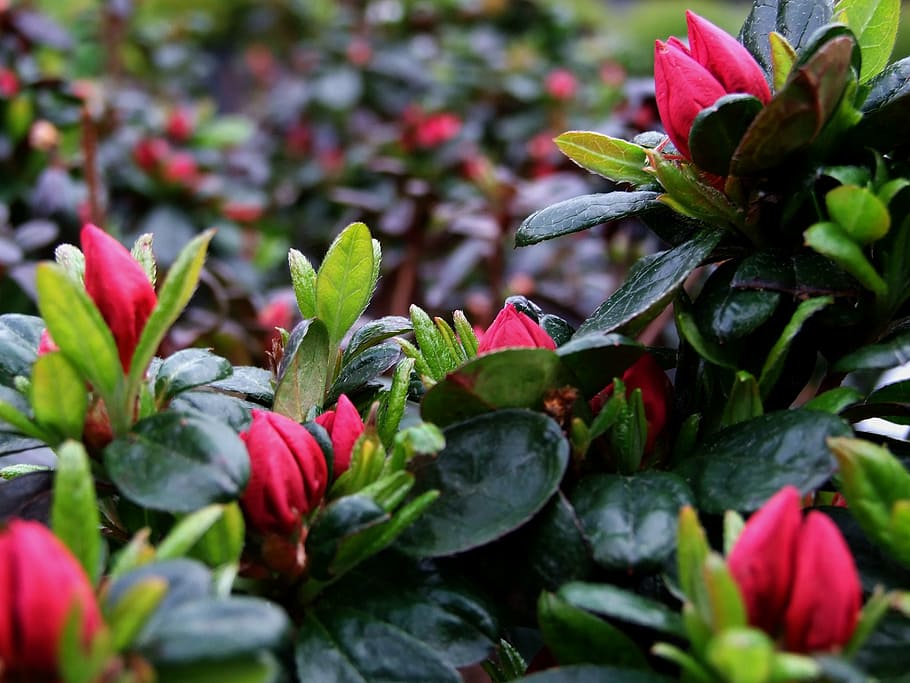 azalea, flowers, bush, spring, green, blooms, nature, rhododendron HD wallpaper