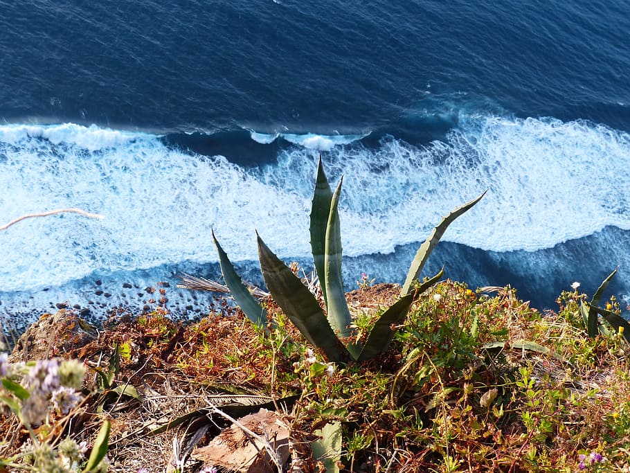 Agave, Sea, Wave, Surf, Swell, cliff, nature, water, coastline HD wallpaper