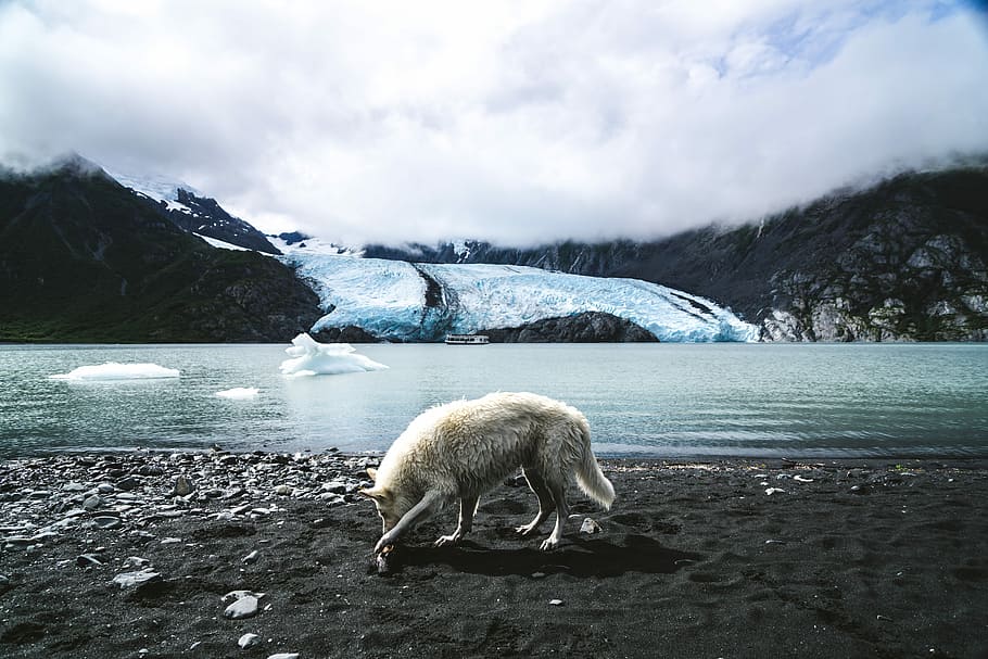 white wolf walking on land, white wolf near seashore during day time HD wallpaper