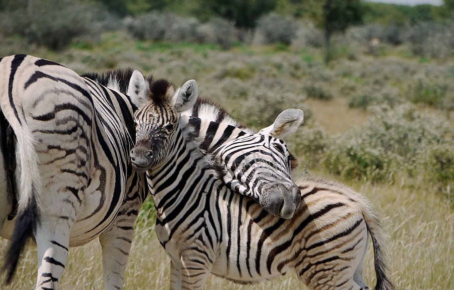two zebras on grass, Motherly, Love, Security, motherly love, HD wallpaper