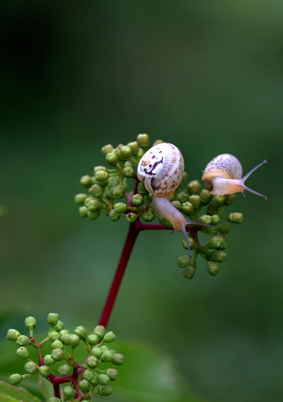 snails, pair, shell, horns, my saturday, growth, plant, green color HD wallpaper