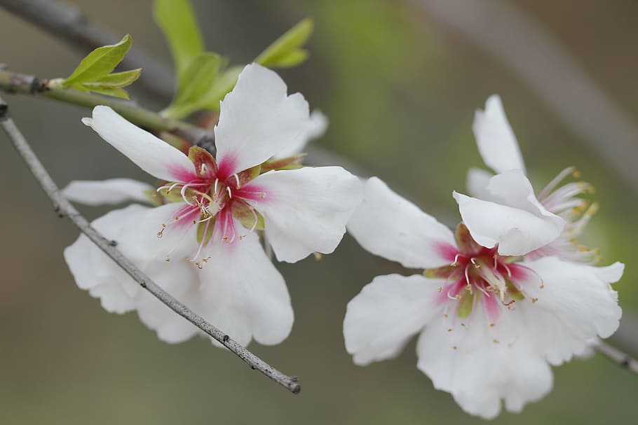 white, flower, nature, spring, plant, flowers, macro, green HD wallpaper