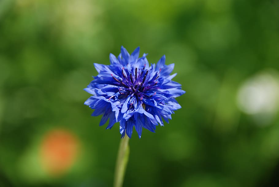 cornflower, blue, plant, flowering plant, fragility, beauty in nature HD wallpaper