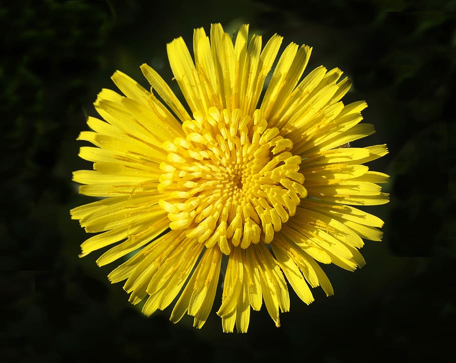 HD wallpaper: dandelion, mayflower, flowers, basket of flowers, wild ...