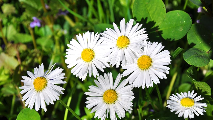 Spring, Nature, Daisy, Flowers, petal, growth, fragility, plant HD wallpaper