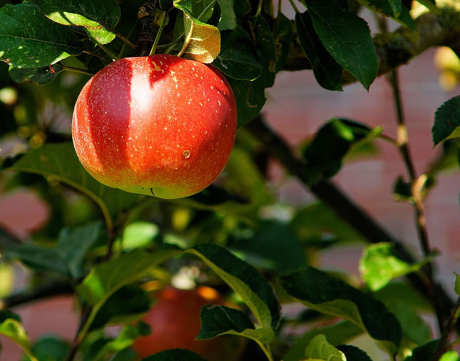 red apple at daytime, apple tree, branch, fruit, sweet, herrlich HD wallpaper