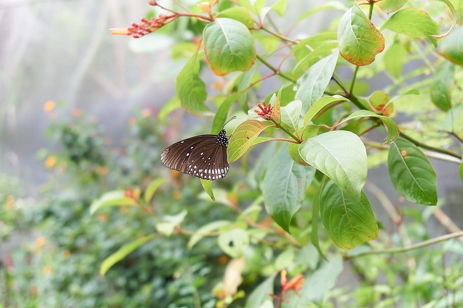 butterfly, black, points, insect, public record, spotted, soft HD wallpaper