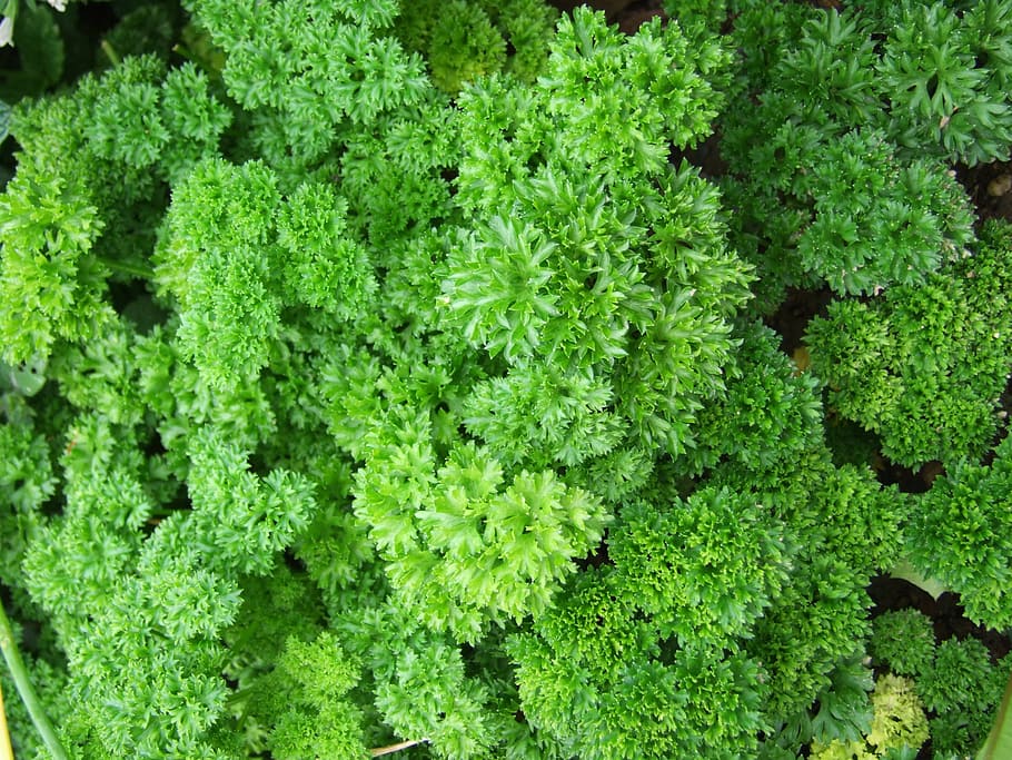 parsley, herb, spices, green color, plant, growth, full frame HD wallpaper
