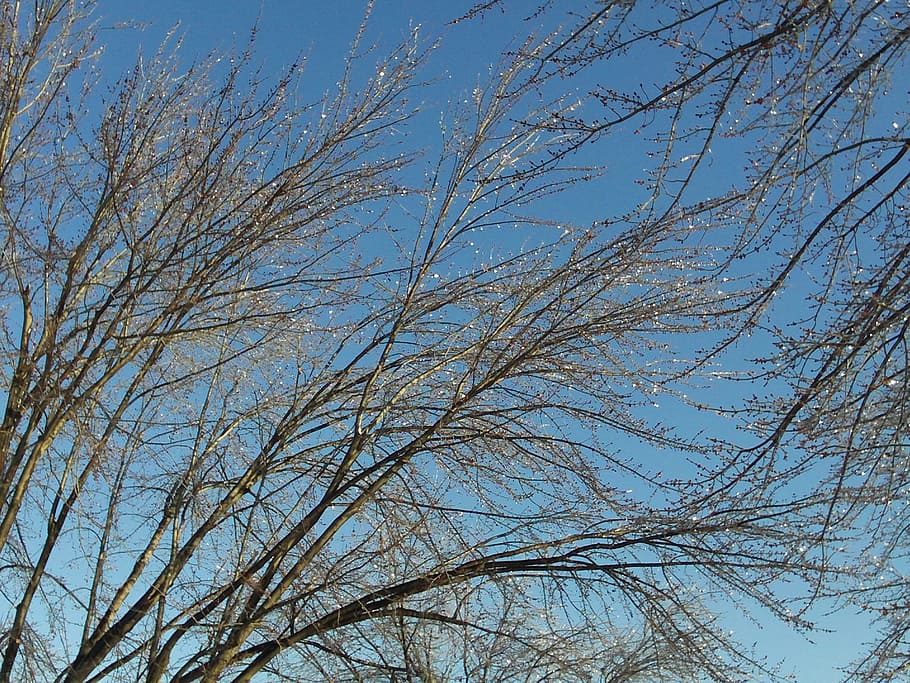 Tree, Branches, Ice, Nature, Cold, winter, sky, up, leaning HD wallpaper