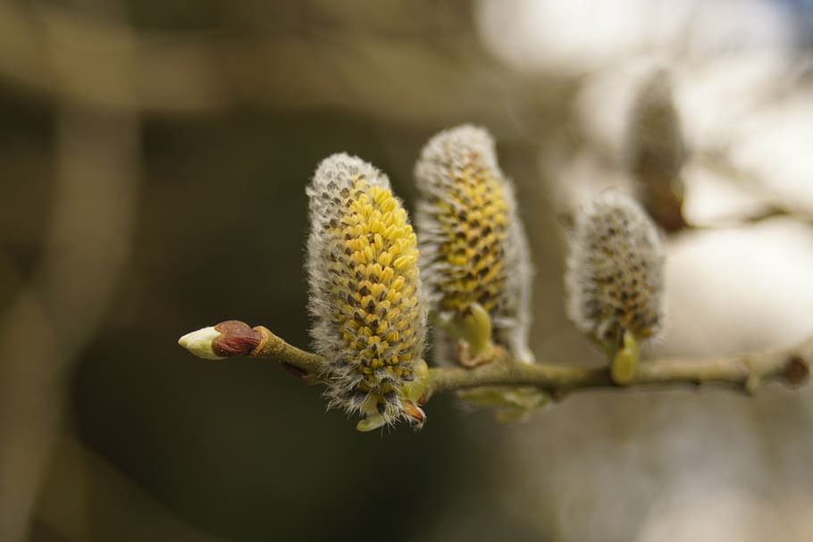 pasture, kitten, spring, blossom, bloom, male, nature, plant HD wallpaper