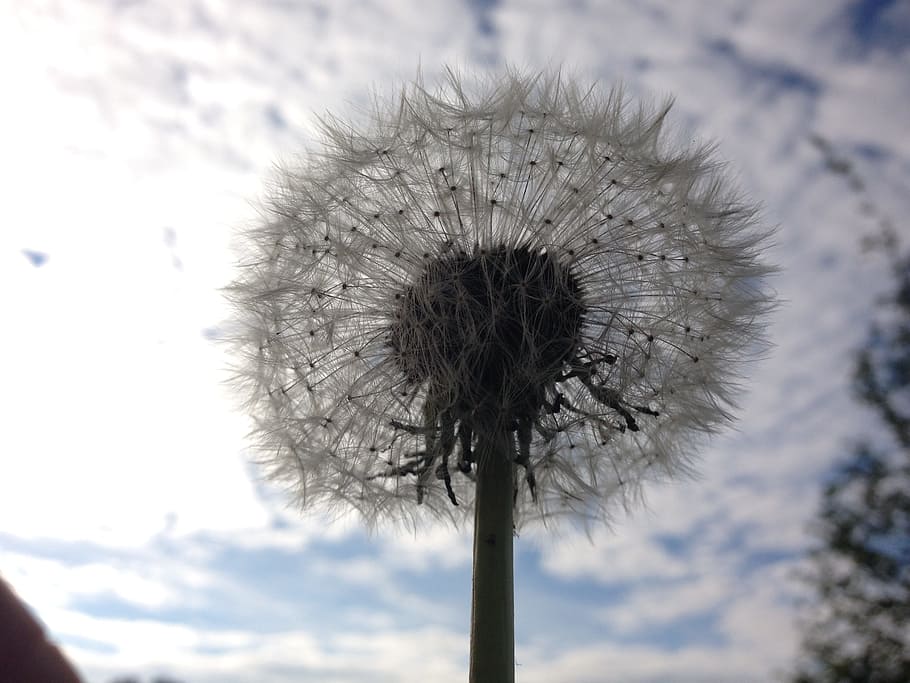 dandelion, mood, flower, spring, sky, plant, freshness, nature HD wallpaper