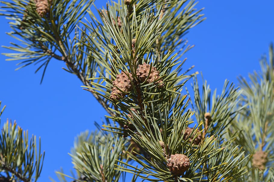 pine cones, fir, needles, trees, nature, blue sky, plant, growth HD wallpaper