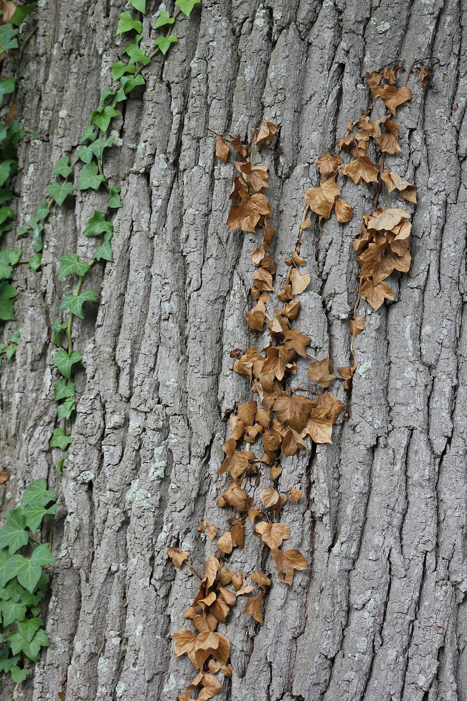 Wood, Leaf, Fall, Tree, Log, Foliage, trunk, textured, tree trunk HD wallpaper