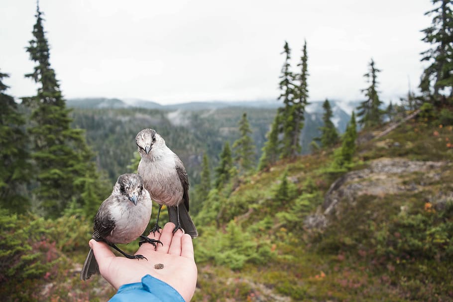 person holding two gray birds during daytime, person holding gray and black bird on palm HD wallpaper