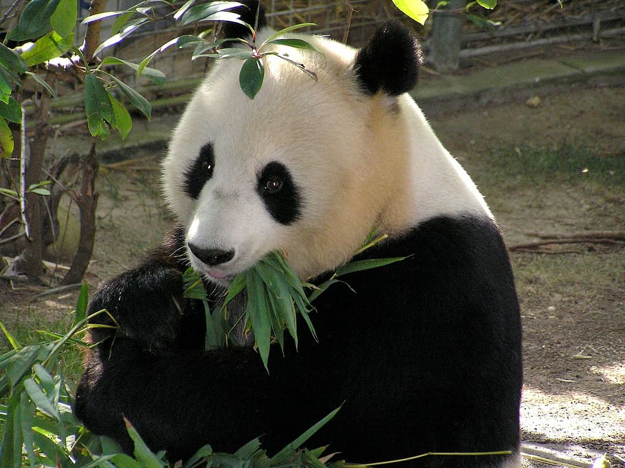 panda eating leaf, bear, white, black, zoo, wildlife, asia HD wallpaper