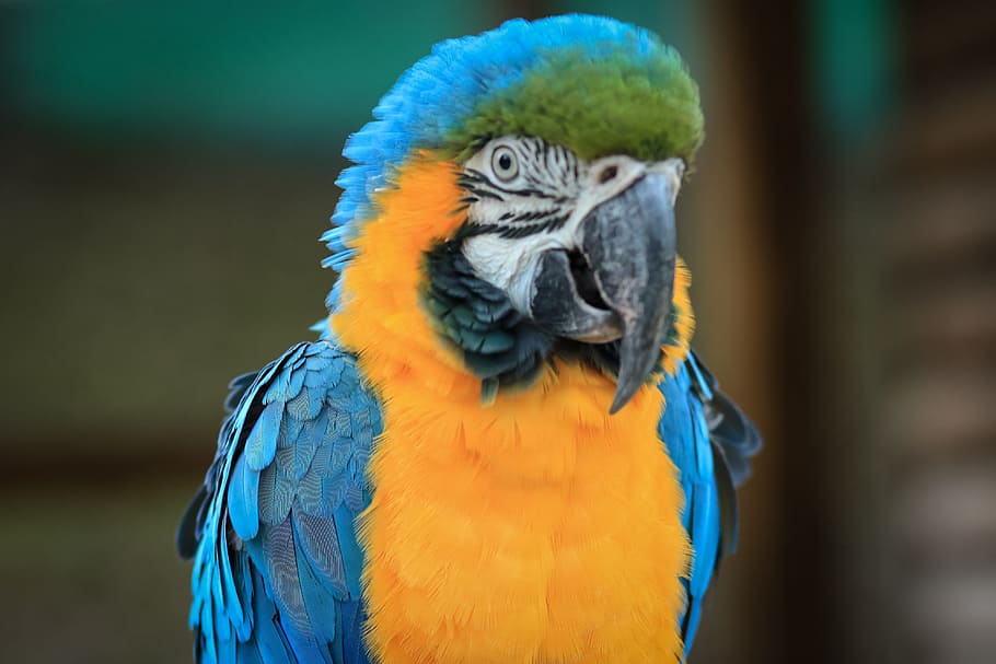 macaw, ave, bird, parrot, animal, tropical bird, exotic bird HD wallpaper