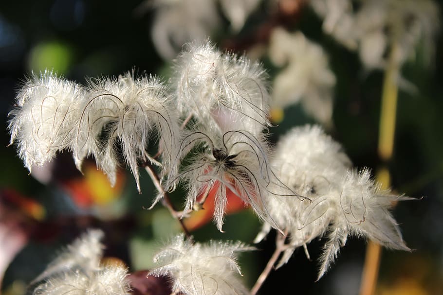 nature, blossom, bloom, bud, wool, white, white blossom, garden HD wallpaper