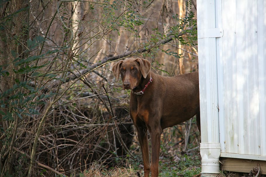 Dog, Standing, Brown, Pet, Animal, one animal, domestic animals HD wallpaper