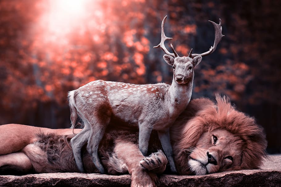 deer on top of lion digital wallpaper, predator, mammal, nature, HD wallpaper