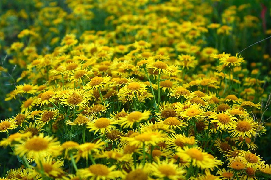 Daisy, Meadow, Yellow, Closeup, wild flowers, nature, bloom HD wallpaper