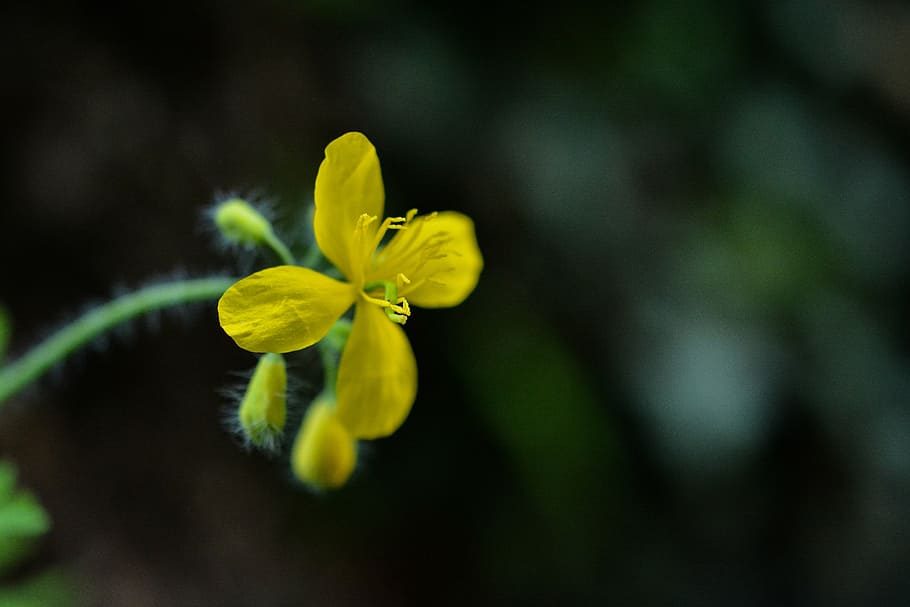 flower, yellow, macro, nature, plant, garden, natural, flowering plant HD wallpaper